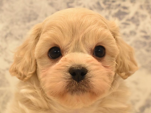 東京都のハーフ犬 (ペッツワン昭島店/2024年2月5日生まれ/男の子/アプリコット)の子犬